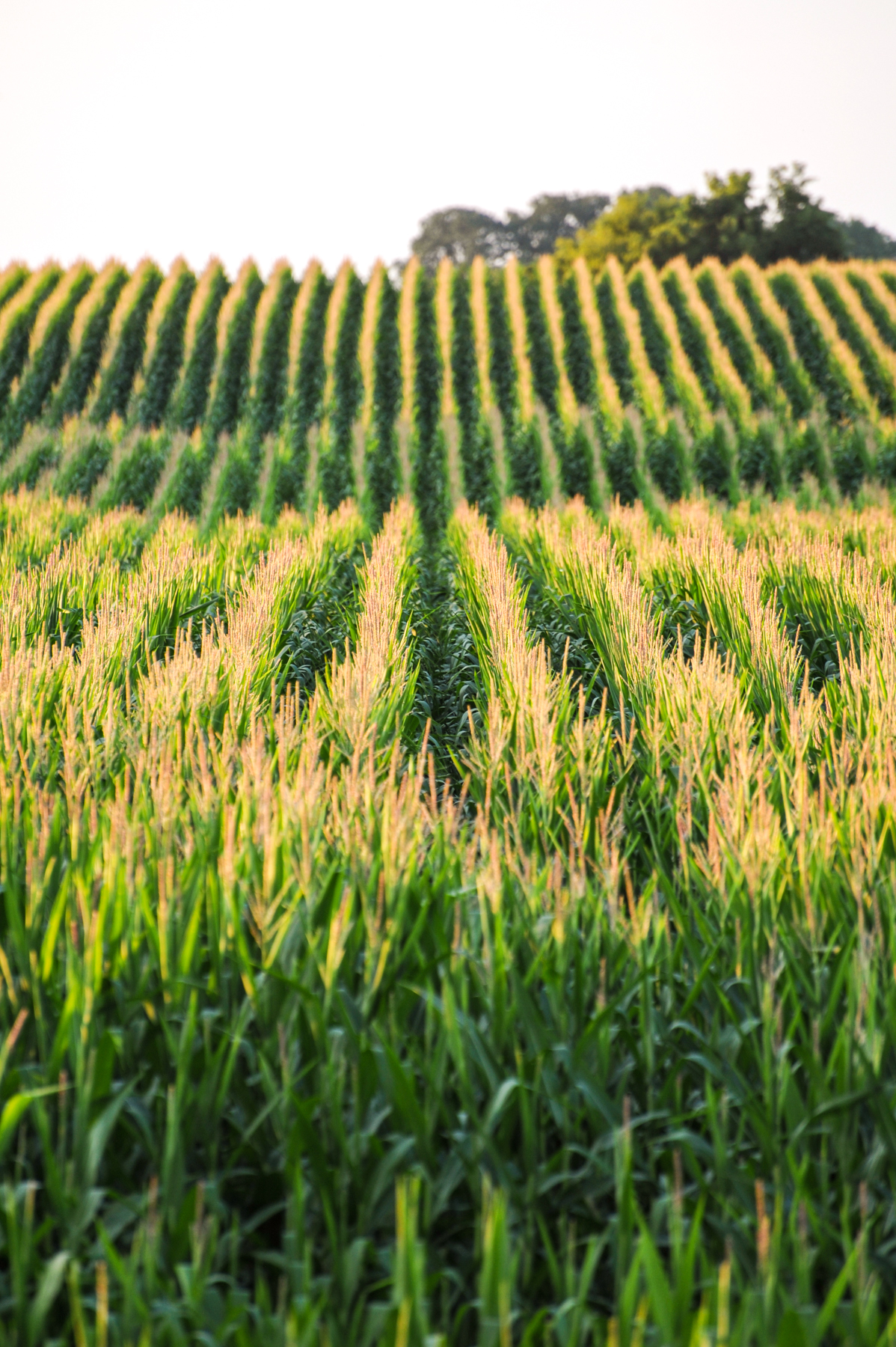 Rows of corn in a field