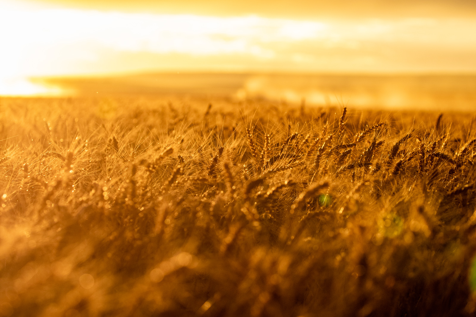 Wheat up close