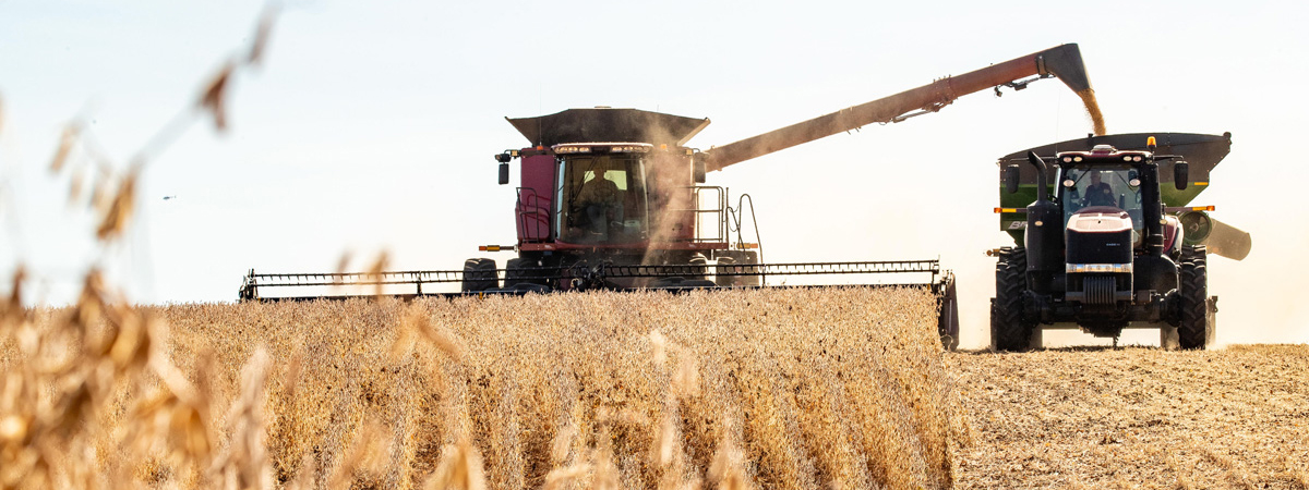 Combine harvesting a field into a grain cart