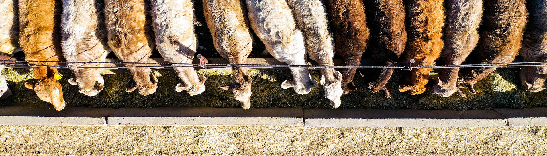 Cattle lined up in a bunker