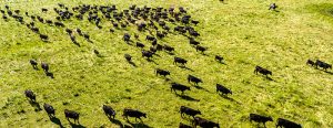 Cattle grazing in a pasture